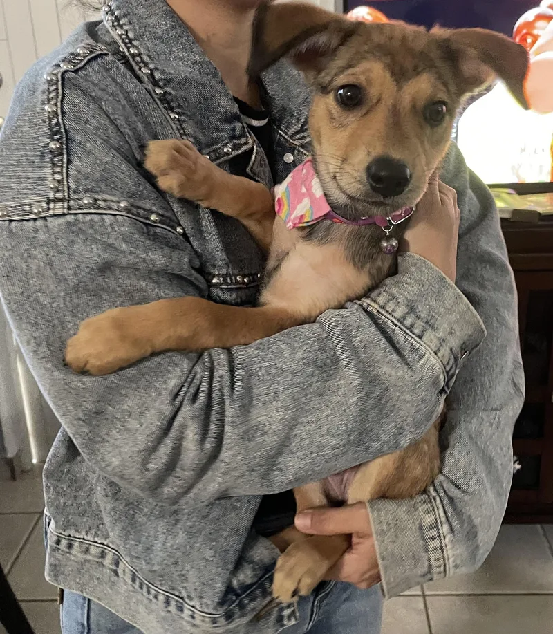 A baby medium-sized female Labrador Retriever dog named Scarlet for adoption in Huntington, NY