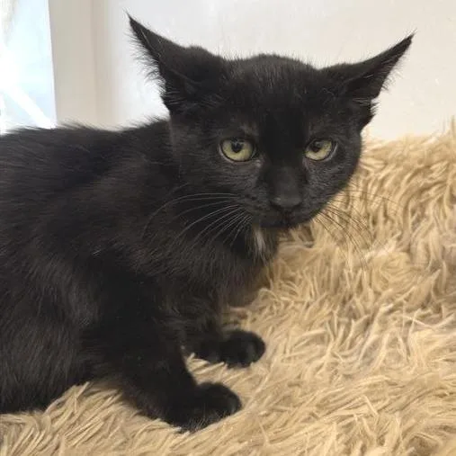 A baby small-sized male Black American Shorthair cat named Kyoto for adoption in Mount Shasta, CA