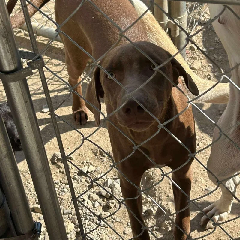 An adult medium-sized male Brown / Chocolate Vizsla dog named Drew for adoption in Madill, OK