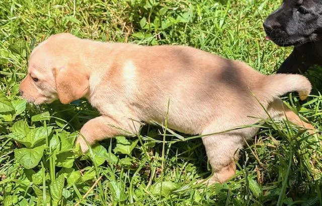 A baby large-sized female Yellow / Tan / Blond / Fawn Labrador Retriever dog named Marigold Evergreen for adoption in Andover, MA