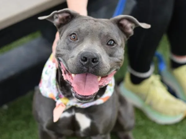 An adult medium-sized female Mixed Breed dog named Taja for adoption in Ridgewood, NY