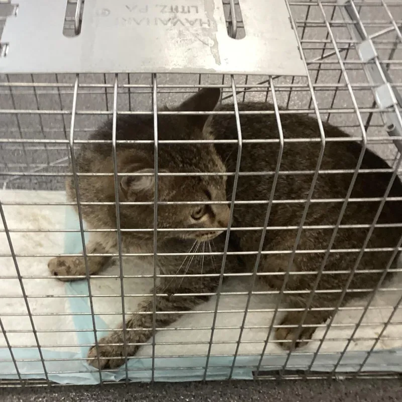 A young small-sized male Brown / Chocolate Domestic Short Hair cat named Nine for adoption in Montgomery, AL