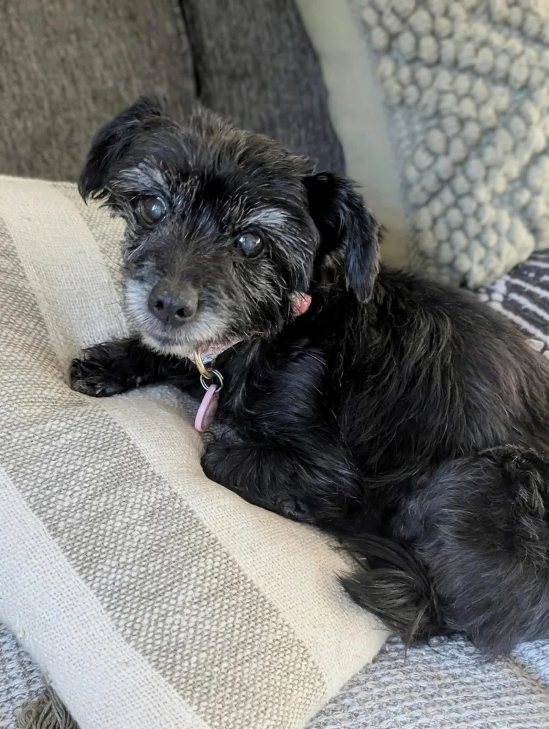 A senior small-sized female Terrier dog named Louise for adoption in Elkhorn, WI