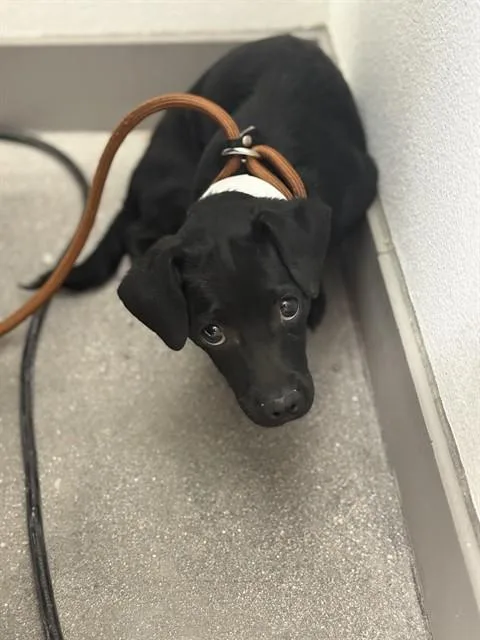A baby small-sized male Chihuahua dog named Talon for adoption in Mesa, AZ