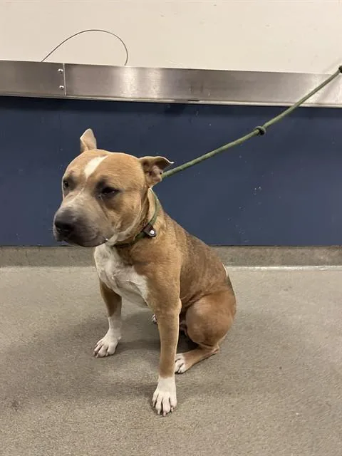 An adult large-sized male Pit Bull Terrier dog named Rosco for adoption in Miami, FL