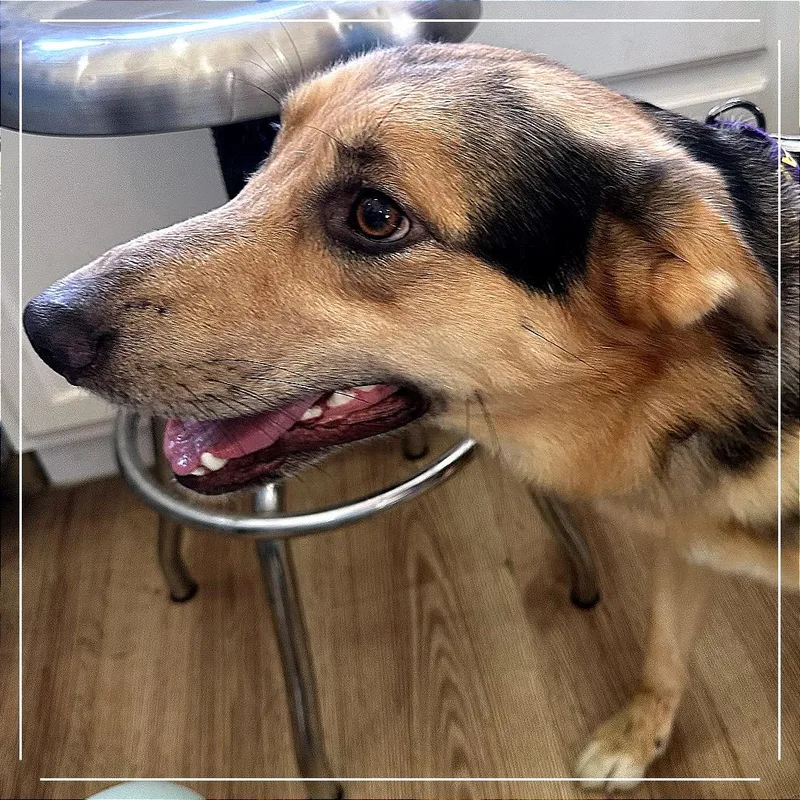 A young medium-sized male Yellow / Tan / Blond / Fawn Australian Shepherd dog named Kaine for adoption in Chapel Hill, NC