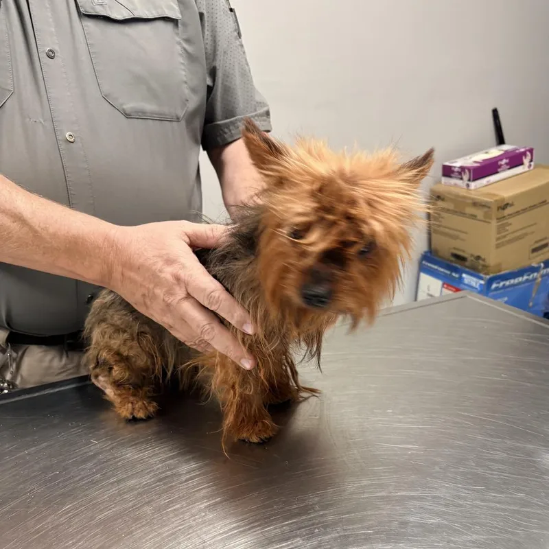 Goldie Yorkie