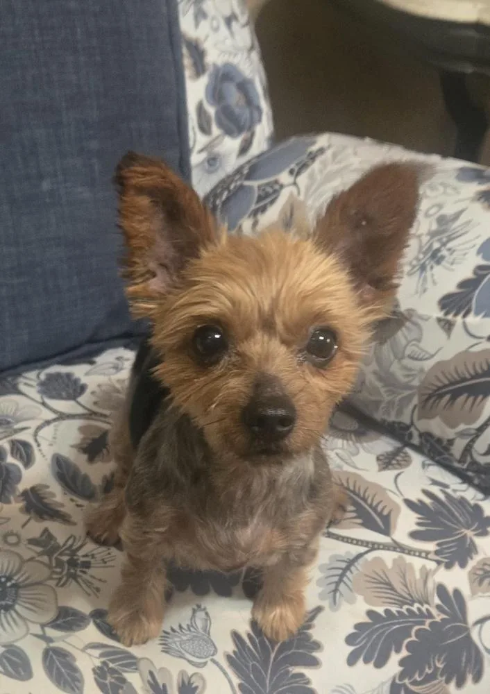 Goldie Yorkie thumbnail 2