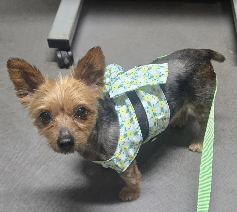 Goldie Yorkie thumbnail 3