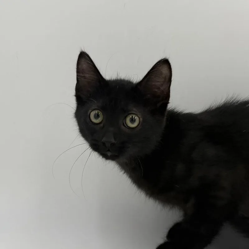 A baby medium-sized male Domestic Medium Hair cat named Showcase for adoption in State College, PA