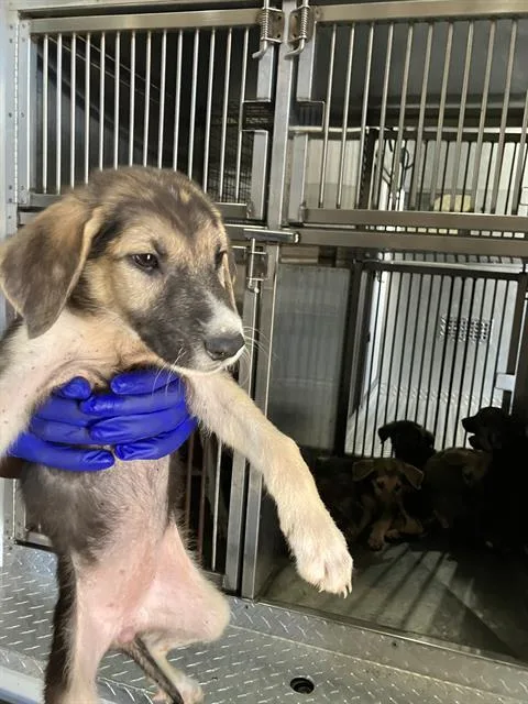 A baby large-sized female Mixed Breed dog named Faith for adoption in Dallas, TX