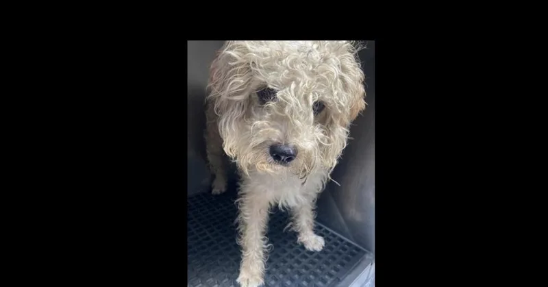 An adult medium-sized male Poodle dog named Silas for adoption in Dallas, TX