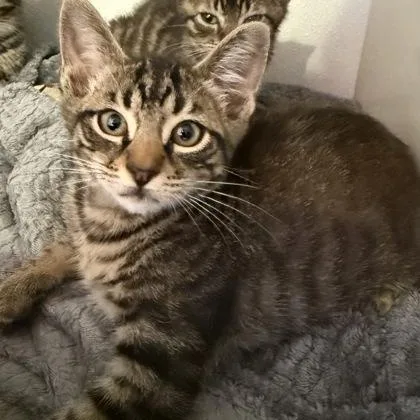 A baby small-sized male Gray / Blue / Silver Domestic Short Hair cat named Thomas Haugh for adoption in Fernandina Beach, FL
