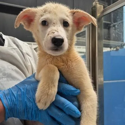 A baby medium-sized male Samoyed dog named Paxton for adoption in Morton Grove, IL