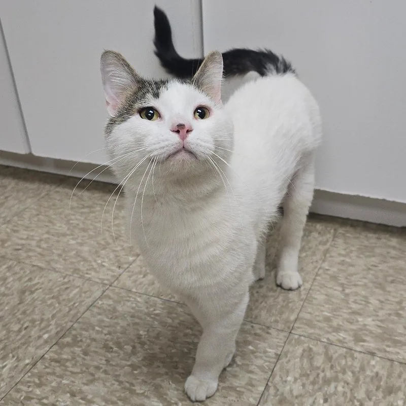 An adult large-sized male White Domestic Short Hair cat named Plinko for adoption in Milan, IL