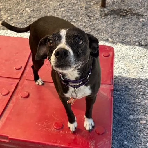 An adult medium-sized male Black Boston Terrier dog named Frisco for adoption in Walden, NY