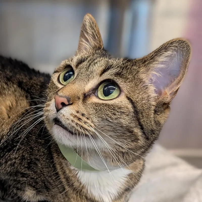 A senior medium-sized female Brown / Chocolate Domestic Short Hair cat named Nani for adoption in Lakewood, CO