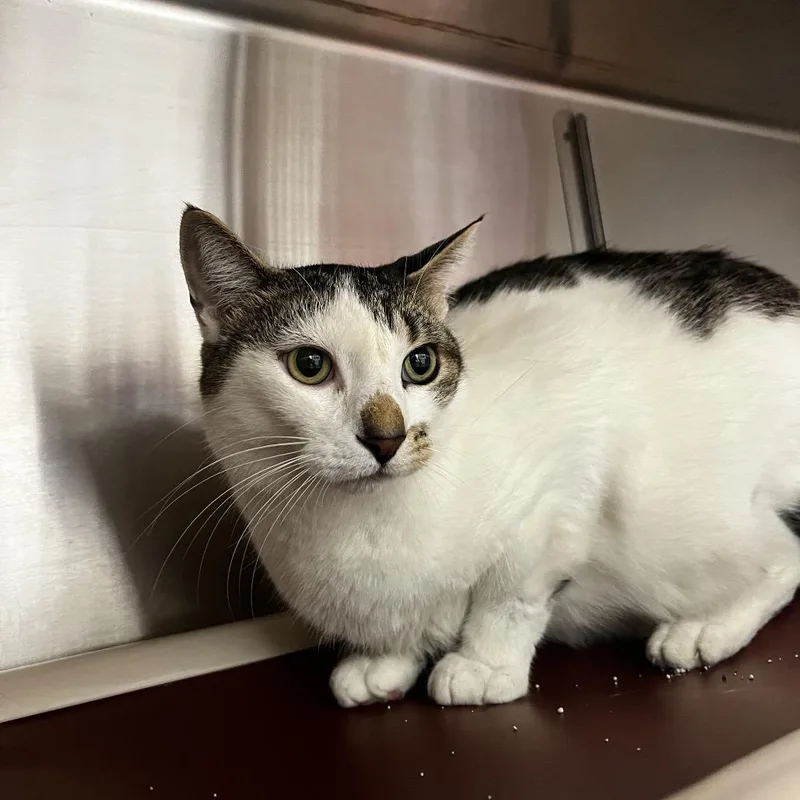 A senior large-sized male Domestic Short Hair cat named Chazie for adoption in Harrisville, WV