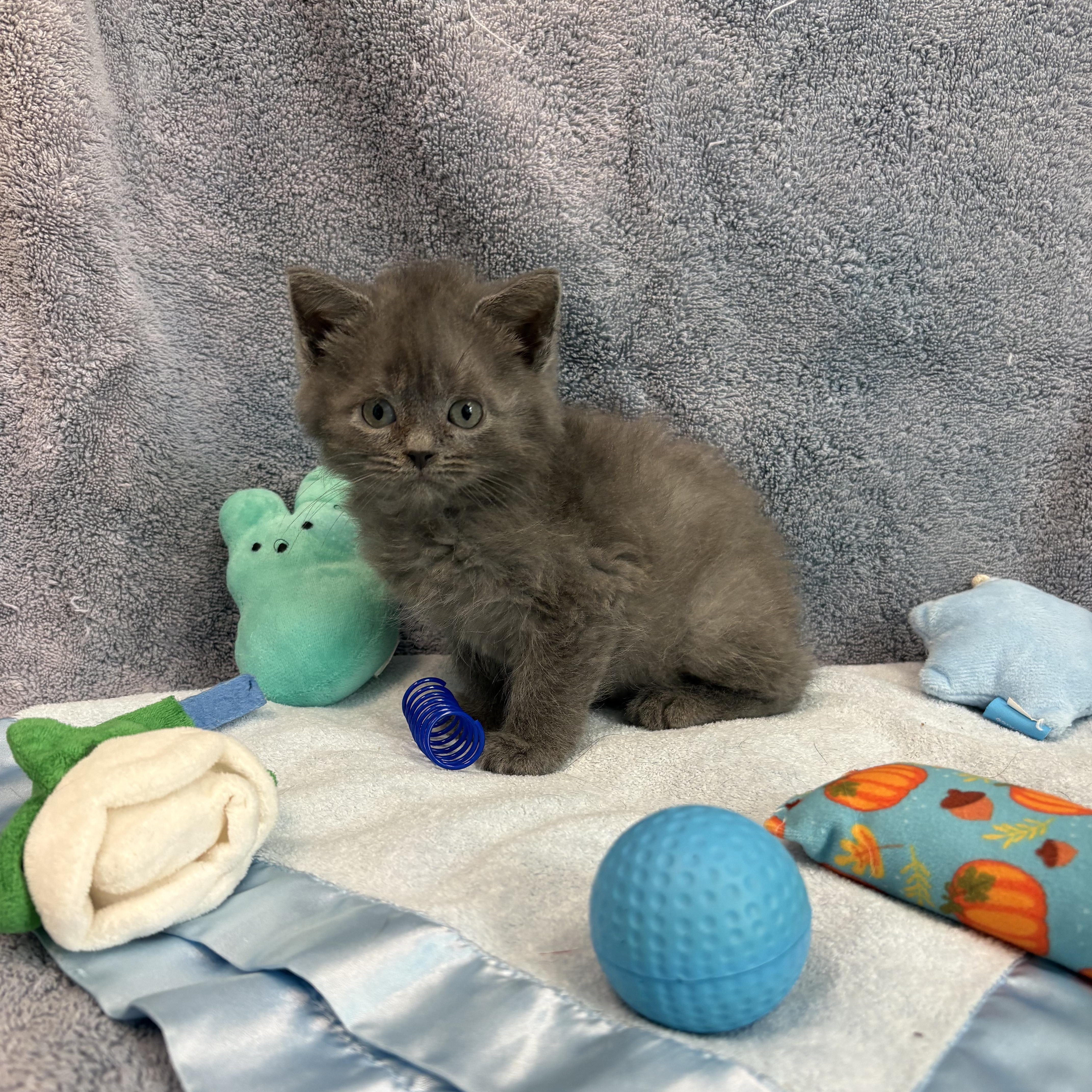 A baby medium-sized male Gray / Blue / Silver American Bobtail cat named Kodiak for adoption in Bear, DE