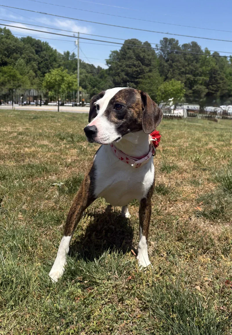 A young medium-sized female Plott Hound dog named Trish for adoption in Raleigh, NC