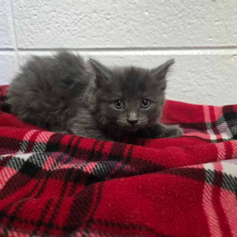 A baby small-sized female Domestic Short Hair cat named Bugatti for adoption in Spruce Pine, NC