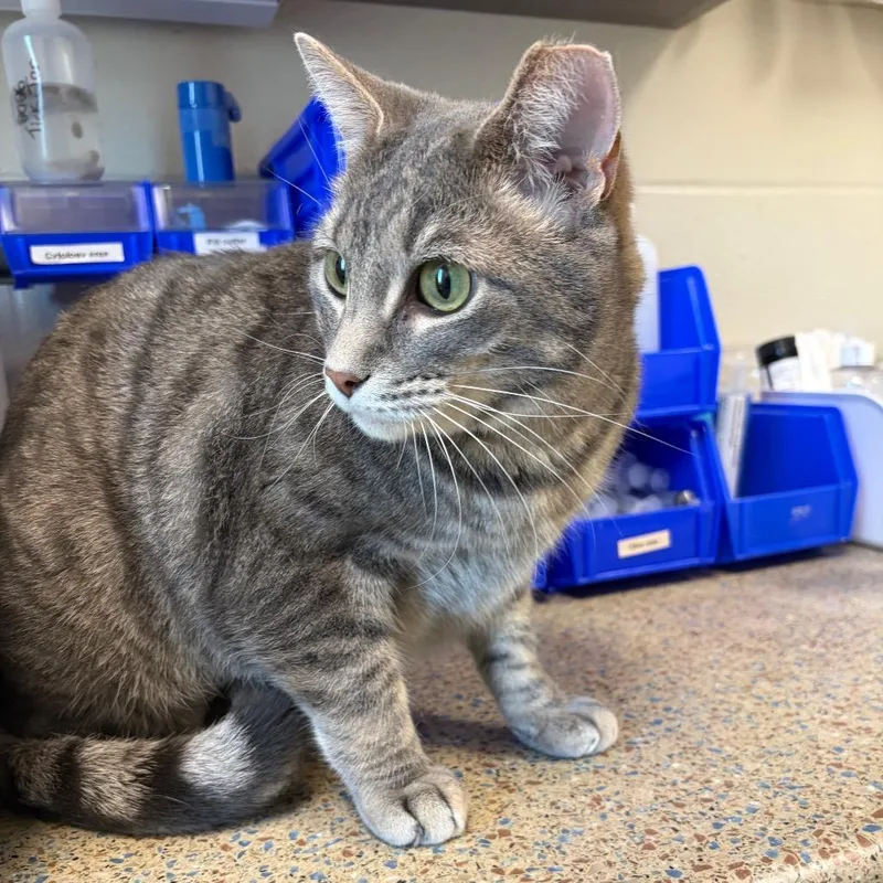 An adult large-sized male Gray / Blue / Silver Domestic Short Hair cat named Rat for adoption in Council Bluffs, IA