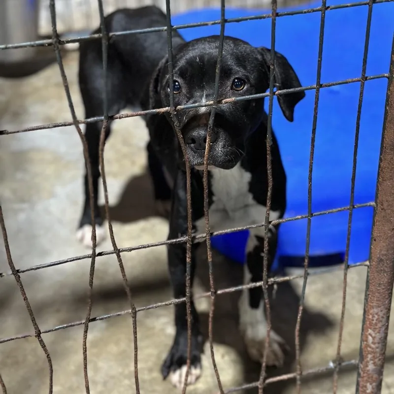 An adult medium-sized female Black Pit Bull Terrier dog named Lisa for adoption in Fort Smith, AR
