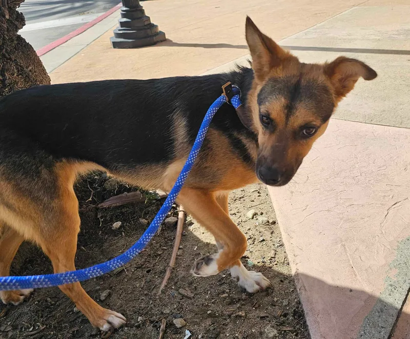 An adult medium-sized female Bicolor Beagle dog named Adele for adoption in Wrightwood, CA