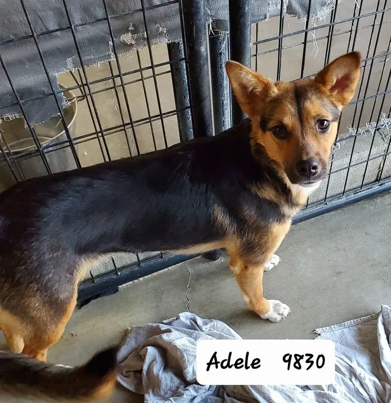 Adele thumbnail 2