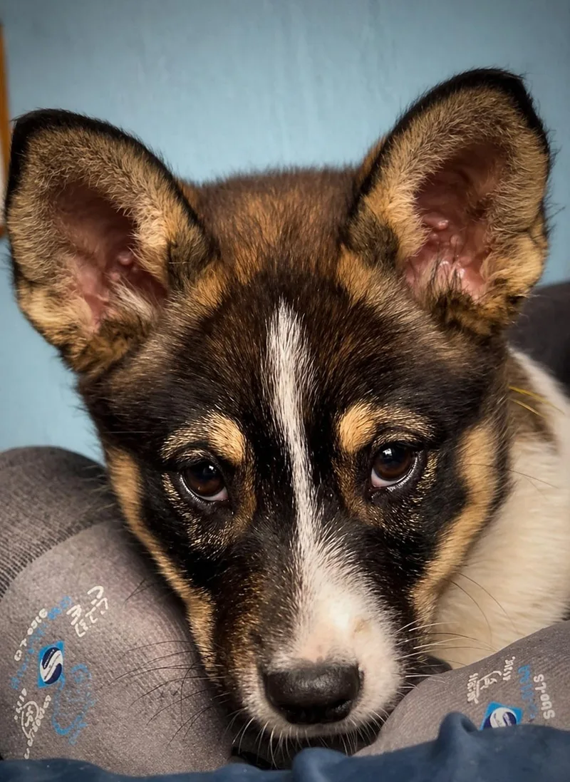 A baby medium-sized female Tricolor (Brown, Black, & White) Australian Cattle Dog / Blue Heeler dog named Macy for adoption in Manteca, CA