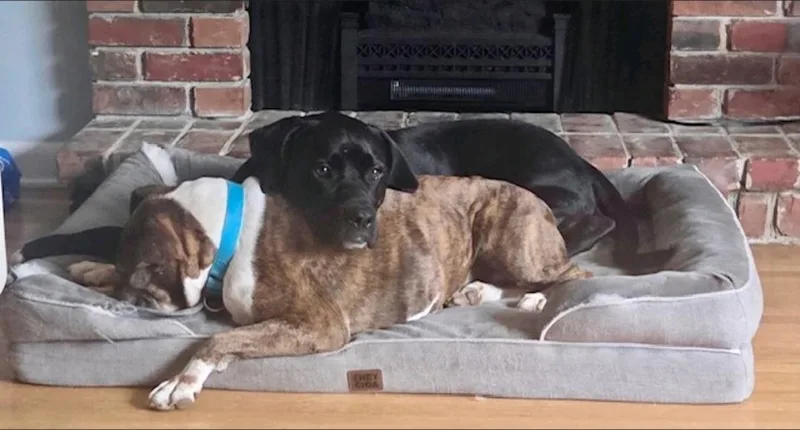 A senior medium-sized female Boxer dog named Chloeboxer for adoption in Hamburg, NY