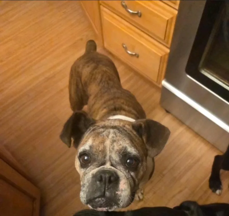 Chloeboxer thumbnail 2