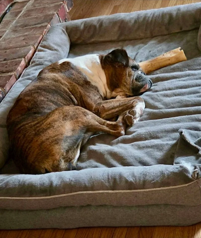Chloeboxer thumbnail 3