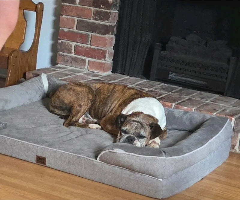 Chloeboxer thumbnail 4