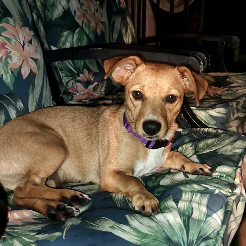 An adult small-sized female Dachshund dog named Tessa for adoption in Port Saint Lucie, FL