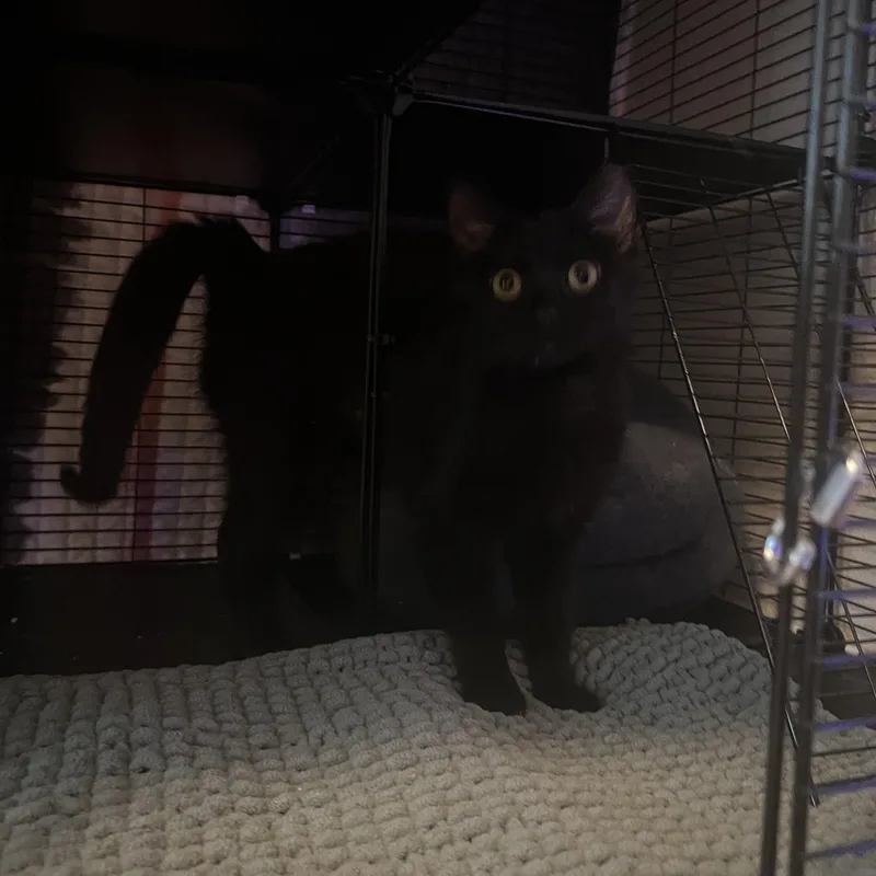 A young small-sized female Black Domestic Short Hair cat named Spud for adoption in Manhattan, KS