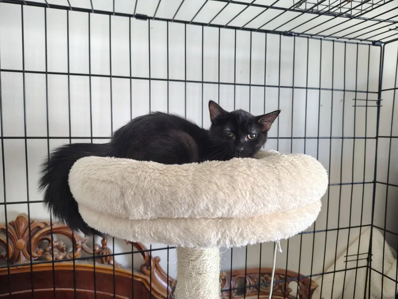 A young medium-sized male Black Domestic Short Hair cat named Puff for adoption in Brooklyn, NY
