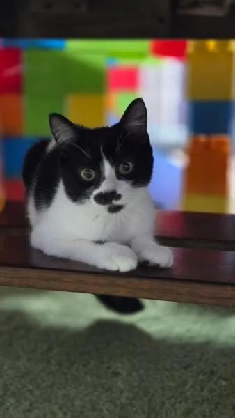 A baby medium-sized female Black & White / Tuxedo Domestic Short Hair cat named Sassafras for adoption in Reading, PA