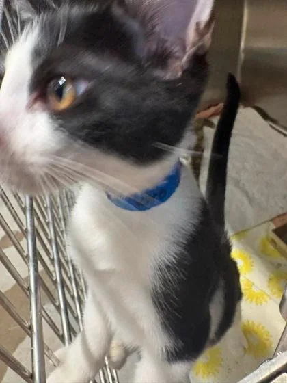 A baby small-sized male Domestic Short Hair cat named El Toro for adoption in Hobart, IN