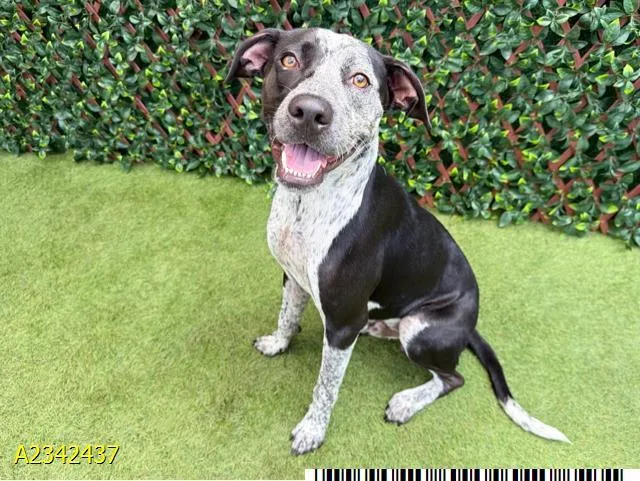 A young medium-sized male Mixed Breed dog named Dalton for adoption in West Palm Beach, FL