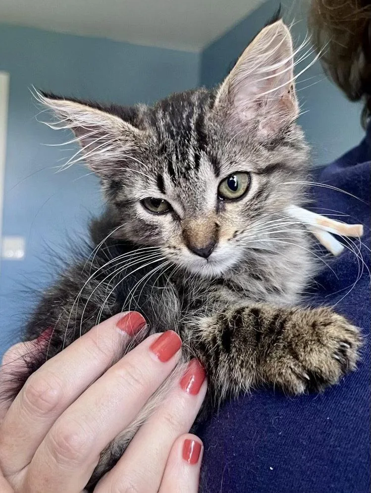 A young medium-sized female Domestic Medium Hair cat named Hash for adoption in Forest, VA