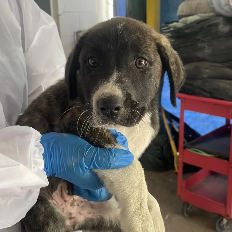 A baby small-sized female Brindle Shepherd dog named Enchilada for adoption in Edinburg, TX