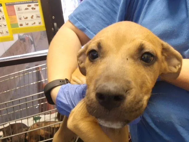 A baby small-sized male Pit Bull Terrier dog named Sparrow for adoption in Tulsa, OK