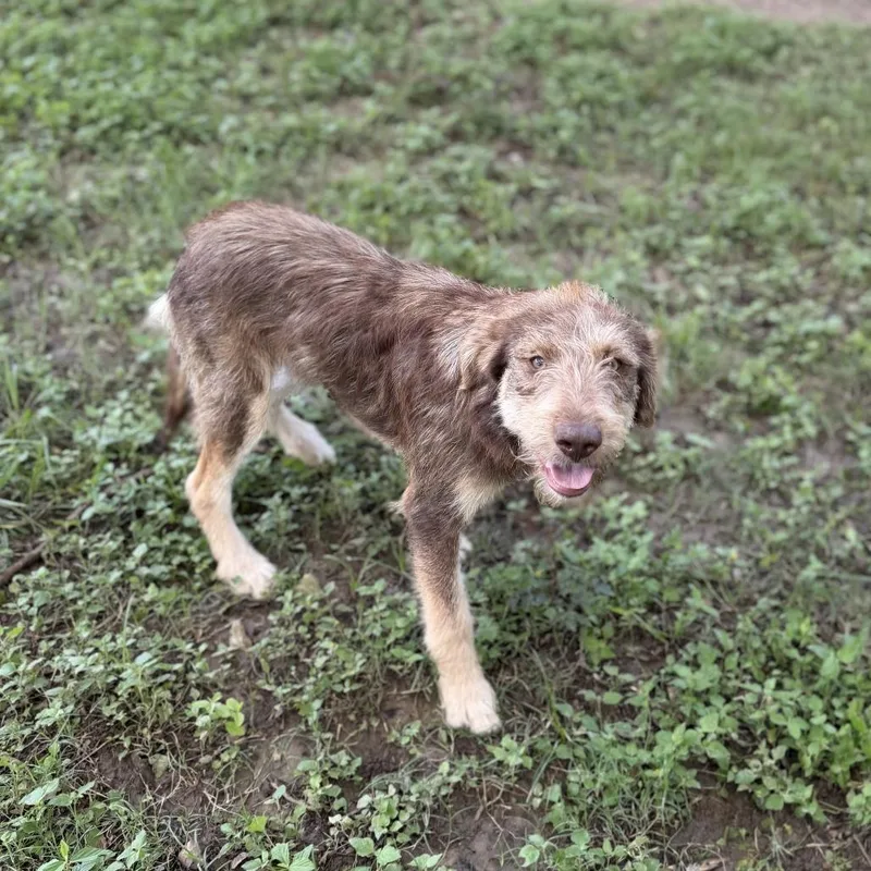 A young medium-sized female Brown / Chocolate Wirehaired Terrier dog named Brownie Scout for adoption in Carencro, LA