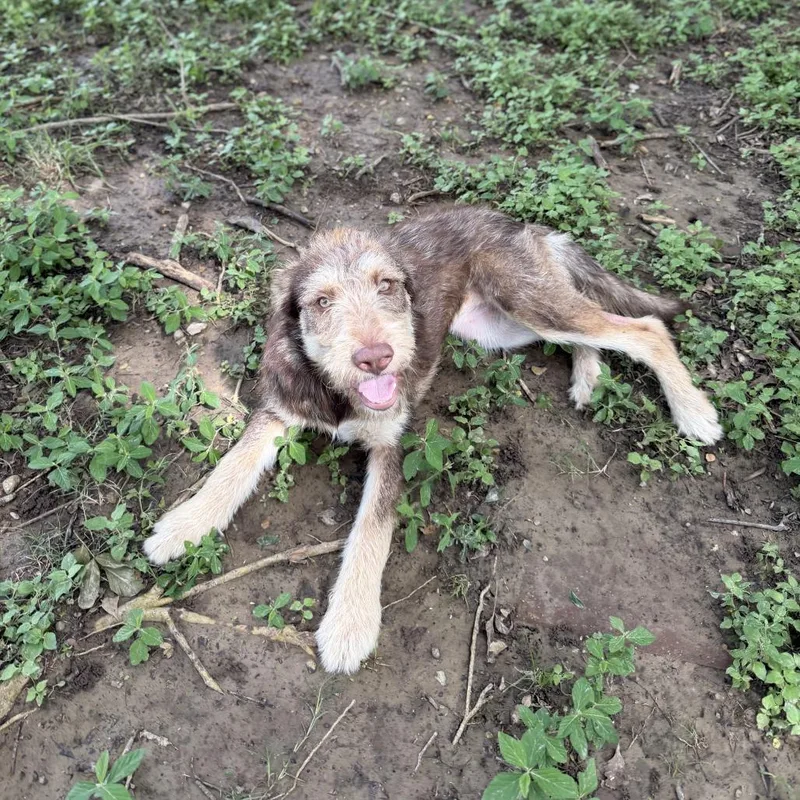 Brownie Scout thumbnail 2