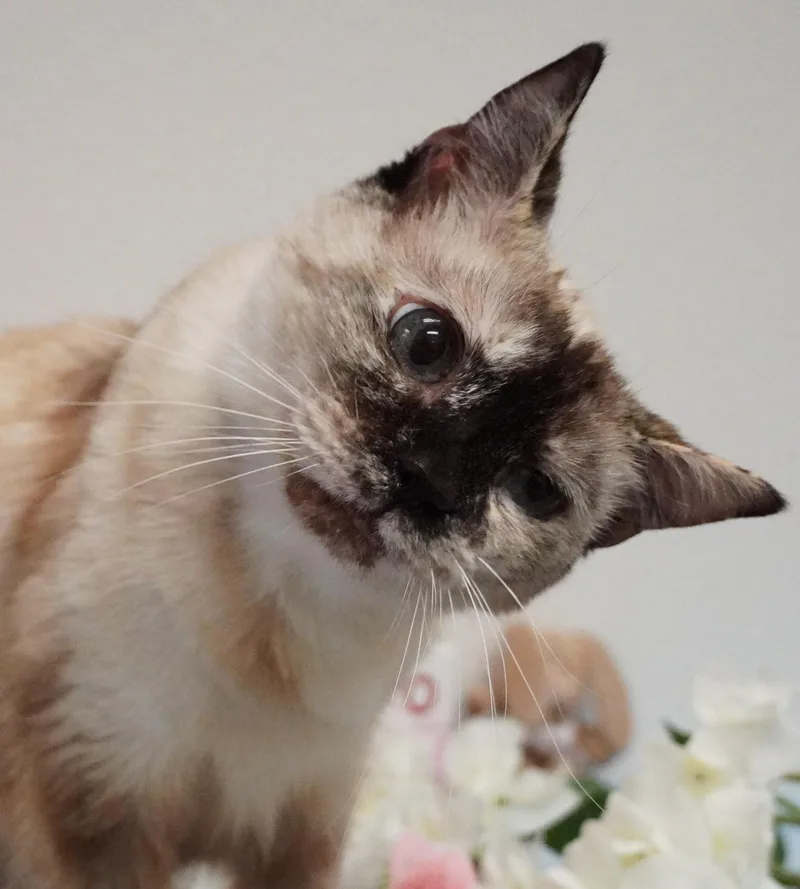 A senior medium-sized female Cream Point Domestic Short Hair cat named Melody for adoption in Grants Pass, OR