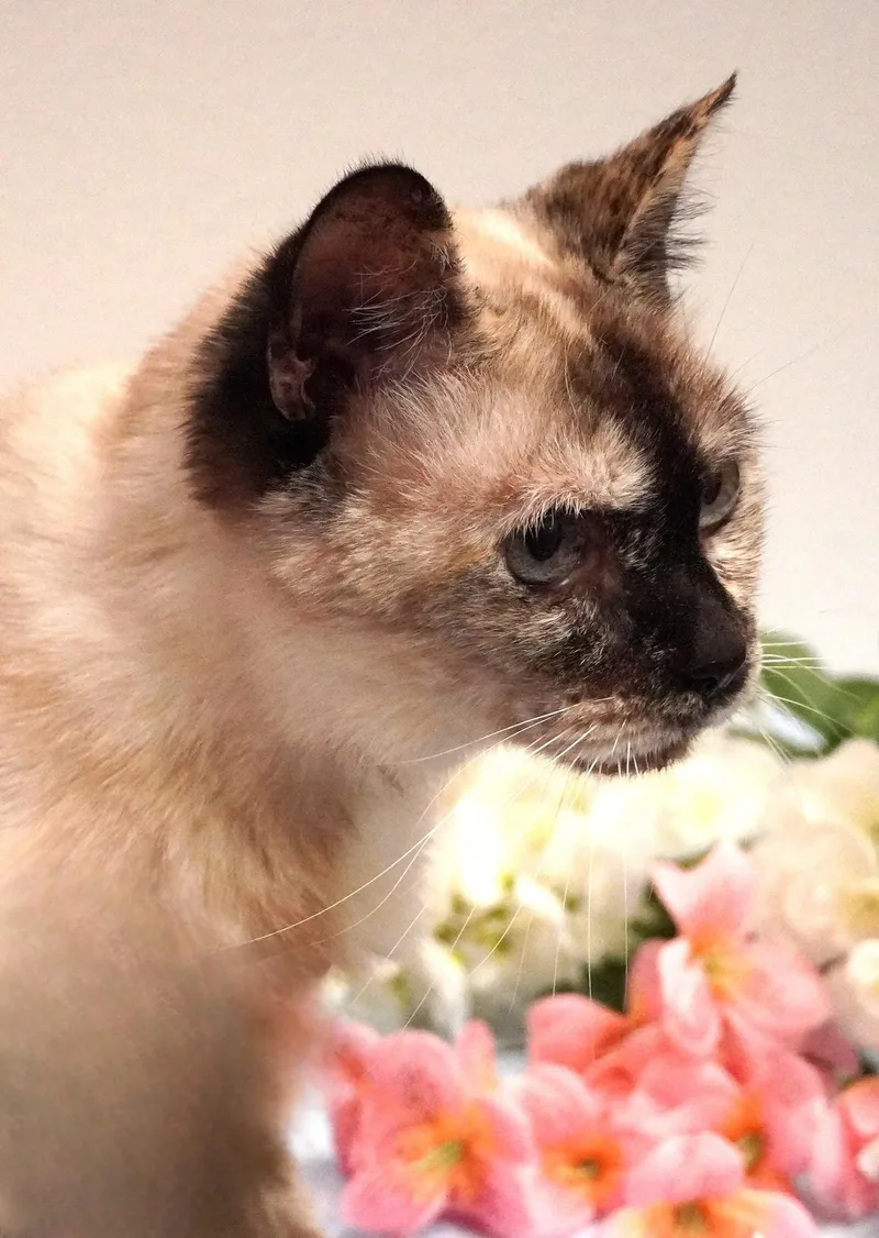 Melody thumbnail 2