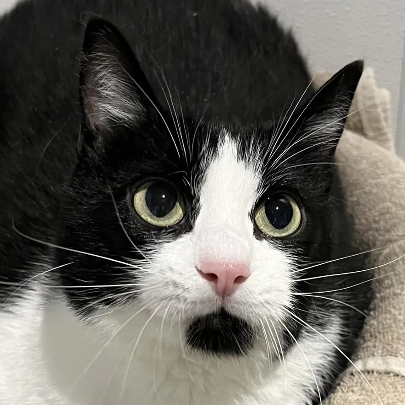 A senior large-sized female White Domestic Short Hair cat named Stormy Rae for adoption in Murray, UT