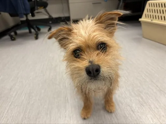 A young small-sized male Cairn Terrier dog named Fievel for adoption in Colorado Springs, CO