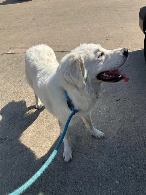 A young extra large-sized male Mixed Breed dog named Oaks for adoption in Dallas, TX